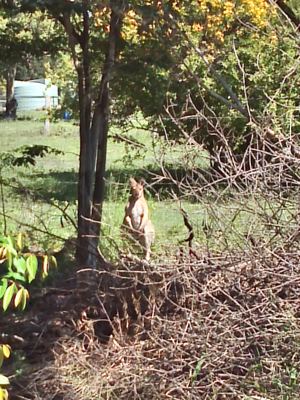Kangaroo near Orchard.jpg